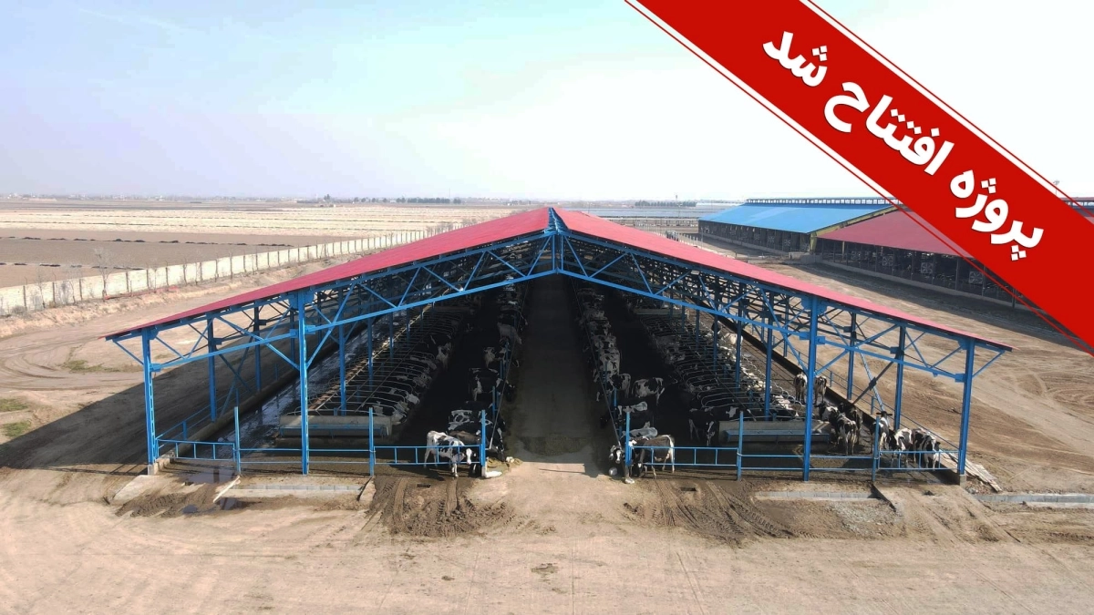 پروژه سالن 315 رأسی